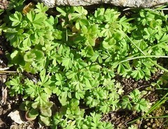 Alchemilla microcarpa