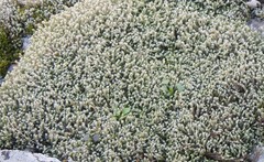 Hedwigia emodica