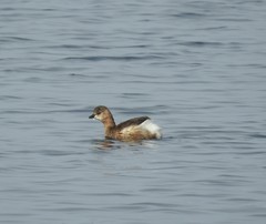 Tachybaptus ruficollis