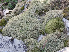 Hedwigia emodica