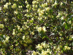 Rhododendron lutescens