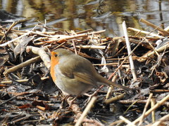 Erithacus rubecula