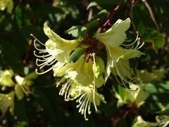 Rhododendron lutescens