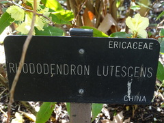 Rhododendron lutescens