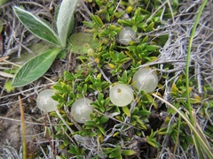 Coprosma petriei