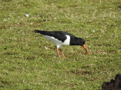 Haematopus ostralegus