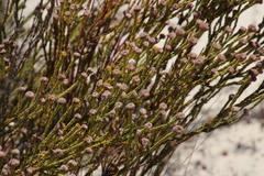 Leucadendron dubium