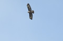 Buteo buteo