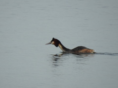 Podiceps cristatus