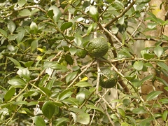 Citrus australis