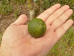 Citrus australis