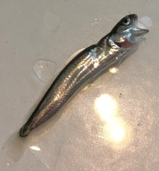 Gaidropsaridae