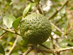 Citrus australis