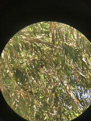 Pyrocephalus rubinus