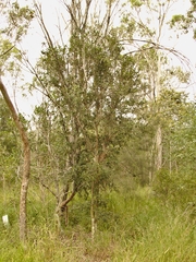 Citrus australis