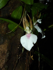 Zygosepalum labiosum