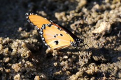 Danaus chrysippus dorippus