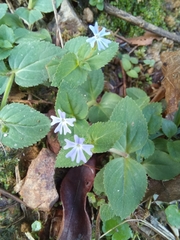 Stemodia vandellioides