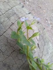 Stemodia vandellioides