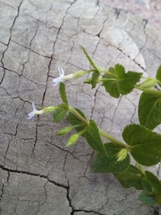 Stemodia vandellioides