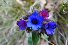 Pulmonaria longifolia