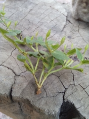 Stemodia vandellioides