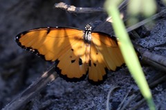 Danaus chrysippus dorippus