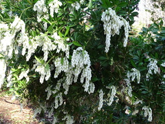 Pieris koidzumiana