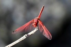 Trithemis arteriosa