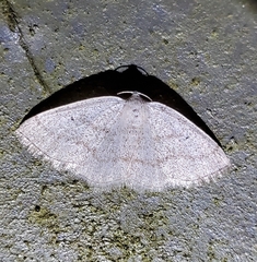 Lomographa glomeraria