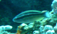 Scarus taeniopterus
