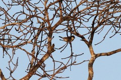 Passer domesticus