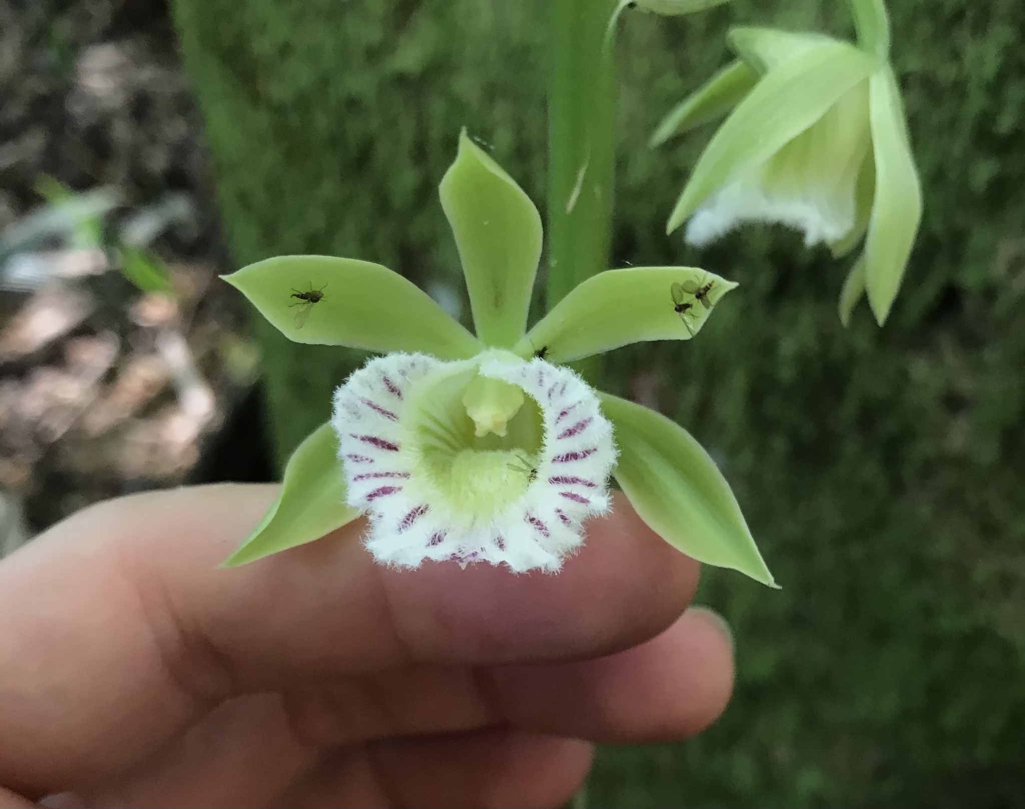 Galeandra beyrichii