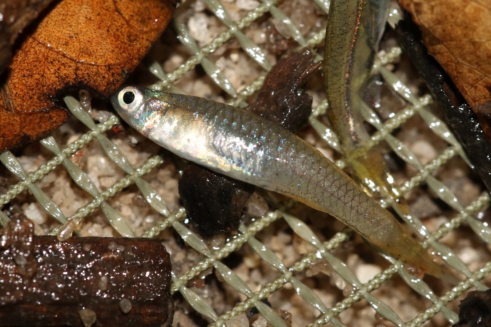 Kongoro Lampeye photo 2