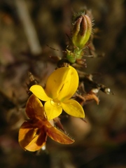 Monopsis lutea