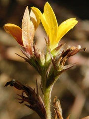Monopsis lutea