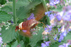 Amphion floridensis