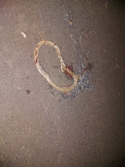 Thelotornis capensis