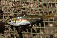 Alestidae