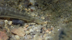 Mugilogobius abei