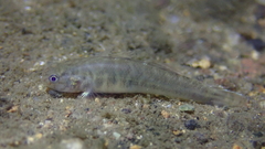 Mugilogobius abei