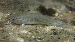 Mugilogobius abei