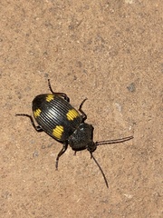 Craspedophorus