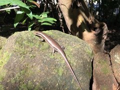 Trachylepis sechellensis