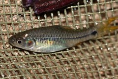 Enteromius kerstenii