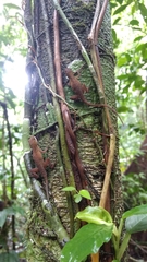 Anolis uniformis