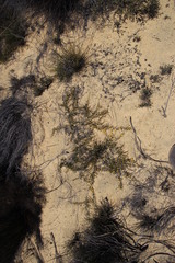 Aspalathus rostripetala