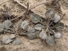 Convolvulus verecundus
