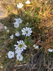 Iberis sempervirens