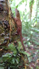 Anolis uniformis